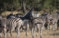 Zebra herd 2